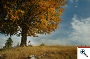 1087745_girl_under_tree
