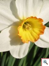 796801_daffodil