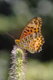 argynnis-hyperbius-270